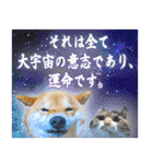 毎日使える柴犬スティーブ一家のスタンプ（個別スタンプ：36）