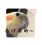 オカメインコ 小梅ちゃん 四季（個別スタンプ：5）