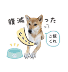 柴犬琥珀（こはく）～毎日編～（個別スタンプ：6）