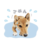 柴犬琥珀（こはく）～毎日編～（個別スタンプ：13）