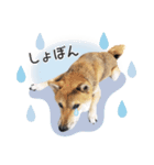 柴犬琥珀（こはく）～毎日編～（個別スタンプ：16）