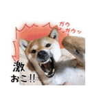 柴犬琥珀（こはく）～毎日編～（個別スタンプ：17）