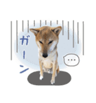 柴犬琥珀（こはく）～毎日編～（個別スタンプ：21）