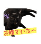 じじ子とルカくんのすたんぷ（個別スタンプ：13）