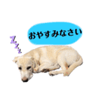 じじ子とルカくんのすたんぷ（個別スタンプ：14）