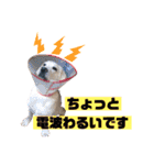 じじ子とルカくんのすたんぷ（個別スタンプ：19）