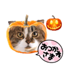 ハロウィンにゃ！短足だっていいじゃん！2（個別スタンプ：4）