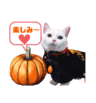 ハロウィンにゃ！短足だっていいじゃん！2（個別スタンプ：10）