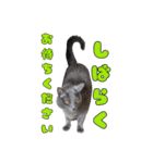 ベラにゃん 3Cats 改訂版 第4弾（個別スタンプ：11）