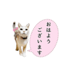 可愛い M cats その3（個別スタンプ：1）