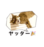 可愛い M cats その3（個別スタンプ：7）