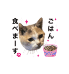 可愛い M cats その3（個別スタンプ：12）