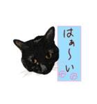 可愛い M cats その3（個別スタンプ：21）