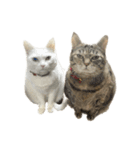 ねこぉぉぉ3（個別スタンプ：1）