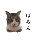 ねこぉぉぉ3（個別スタンプ：3）