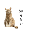 ねこぉぉぉ3（個別スタンプ：5）