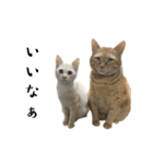 ねこぉぉぉ3（個別スタンプ：6）