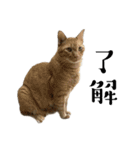 ねこぉぉぉ3（個別スタンプ：9）