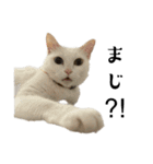 ねこぉぉぉ3（個別スタンプ：14）
