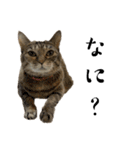 ねこぉぉぉ3（個別スタンプ：19）