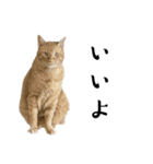ねこぉぉぉ3（個別スタンプ：30）