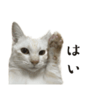 ねこぉぉぉ3（個別スタンプ：31）