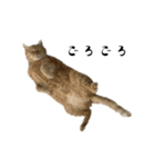 ねこぉぉぉ3（個別スタンプ：32）