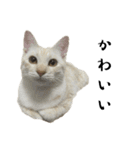 ねこぉぉぉ3（個別スタンプ：37）