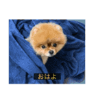 kota(字幕ver.)（個別スタンプ：1）
