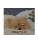 kota(字幕ver.)（個別スタンプ：2）
