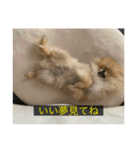 kota(字幕ver.)（個別スタンプ：4）