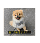 kota(字幕ver.)（個別スタンプ：6）