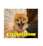 kota(字幕ver.)（個別スタンプ：8）
