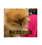 kota(字幕ver.)（個別スタンプ：10）