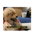 kota(字幕ver.)（個別スタンプ：11）