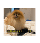 kota(字幕ver.)（個別スタンプ：12）