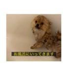 kota(字幕ver.)（個別スタンプ：13）