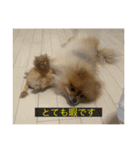kota(字幕ver.)（個別スタンプ：14）