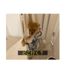 kota(字幕ver.)（個別スタンプ：15）
