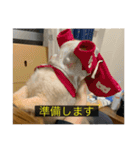 kota(字幕ver.)（個別スタンプ：16）