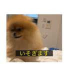 kota(字幕ver.)（個別スタンプ：17）