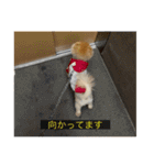 kota(字幕ver.)（個別スタンプ：18）