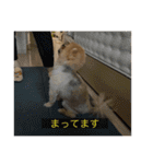 kota(字幕ver.)（個別スタンプ：19）