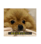 kota(字幕ver.)（個別スタンプ：20）