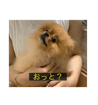 kota(字幕ver.)（個別スタンプ：21）