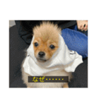 kota(字幕ver.)（個別スタンプ：22）