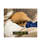 kota(字幕ver.)（個別スタンプ：23）