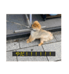 kota(字幕ver.)（個別スタンプ：24）