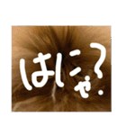 kota(字幕ver.)（個別スタンプ：27）