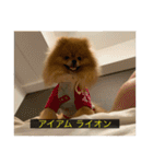 kota(字幕ver.)（個別スタンプ：28）